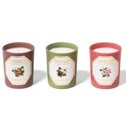Botanical Set Laos Benzoin