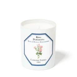Damask Rose