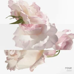 Eau de pamplemousse rose Eau de Cologne Spray