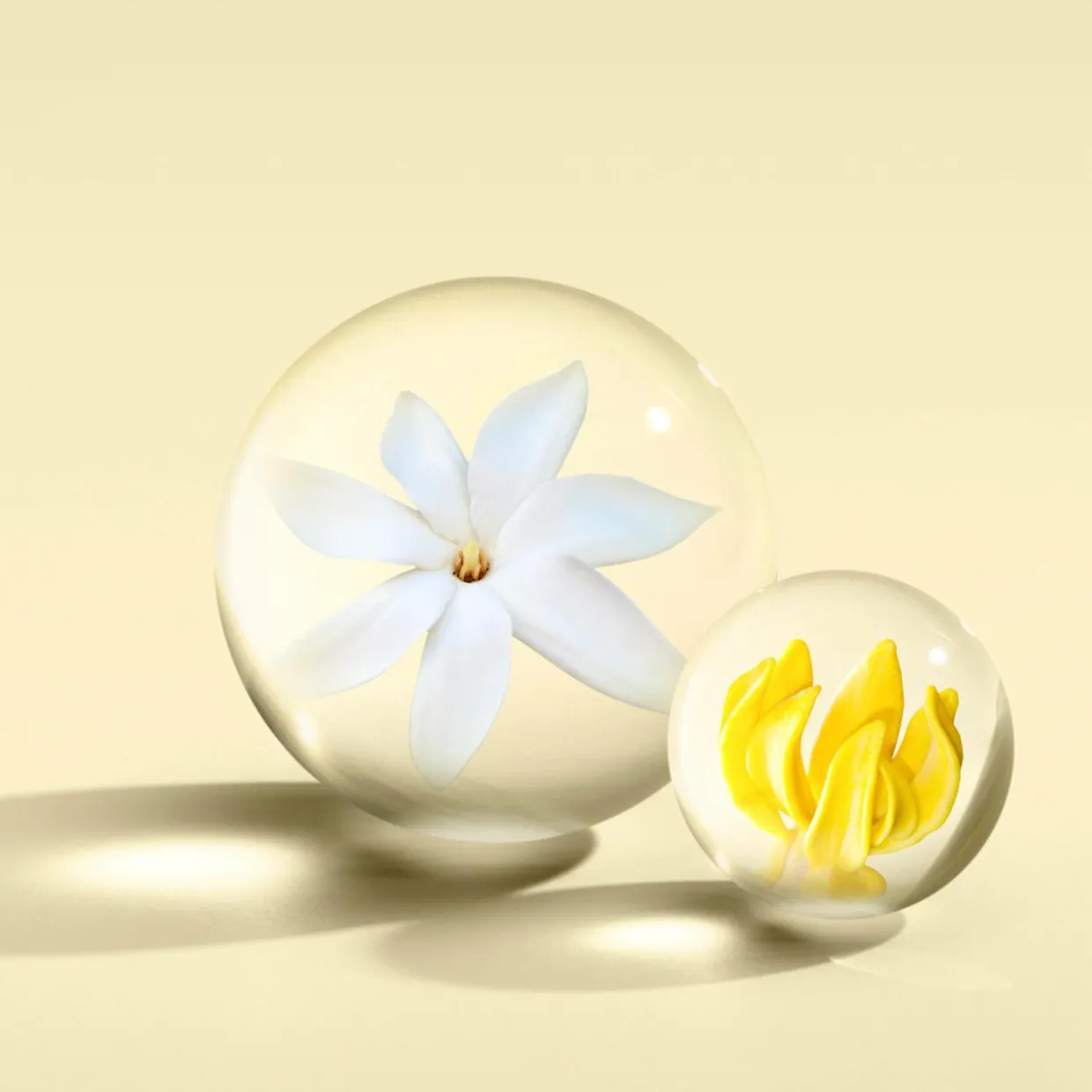 Flora Luminare