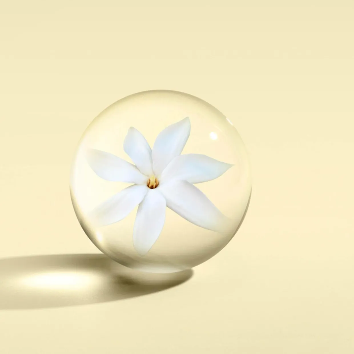Flora Luminare