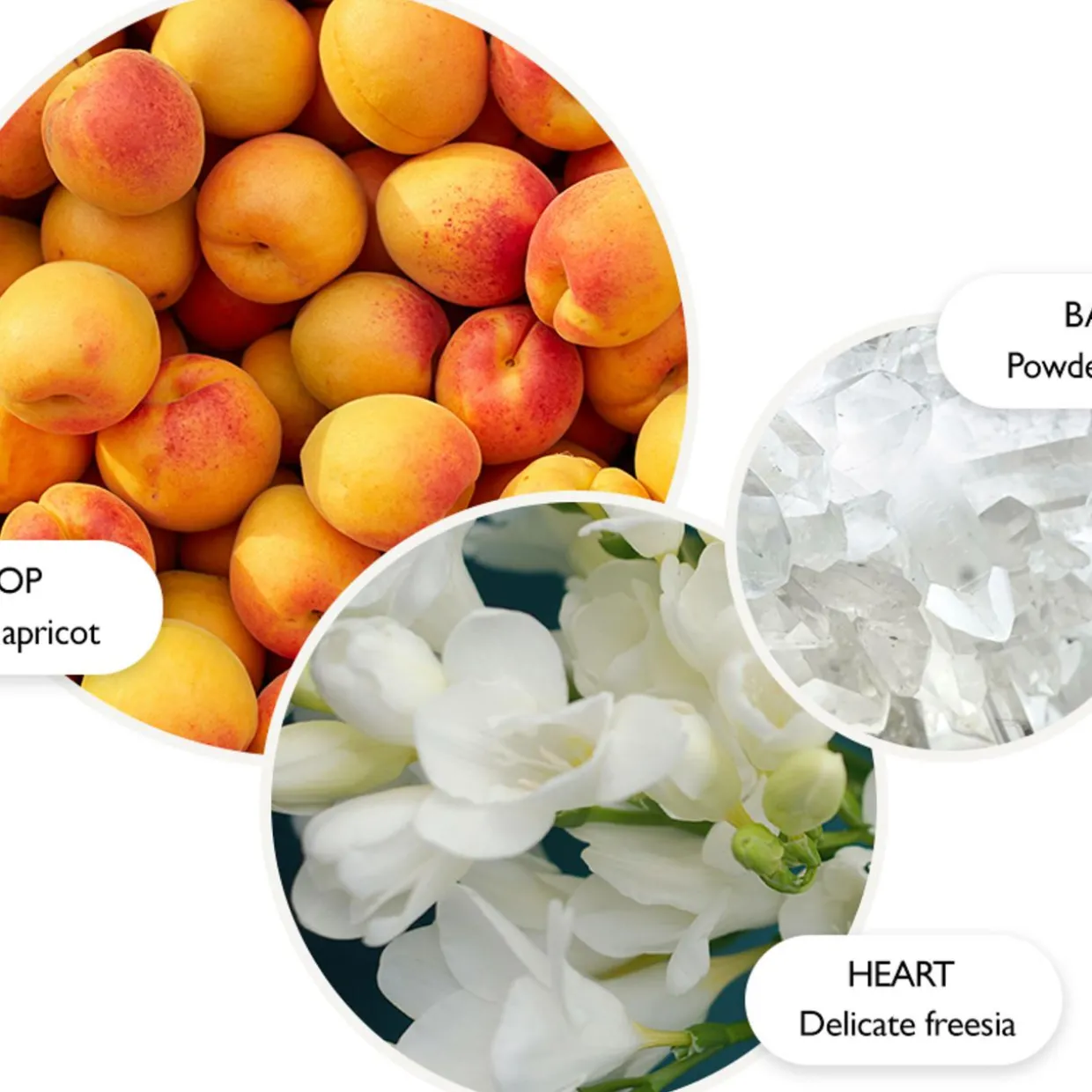 Graceful Apricot & Freesia Körperlotion