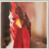 Karte Huhn