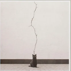 Karte Katze