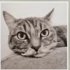 Karte Katze