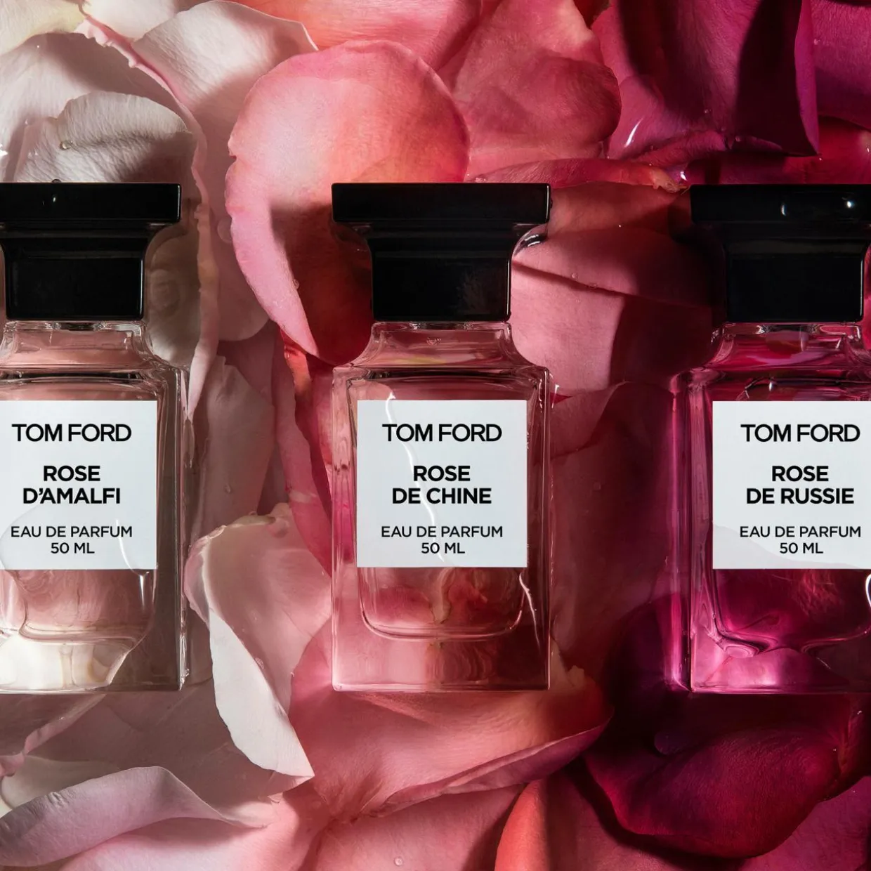 Rose de Chine