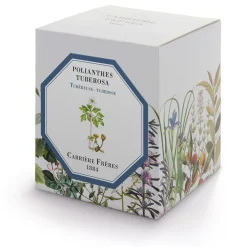 Tuberose