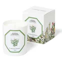 Verbena